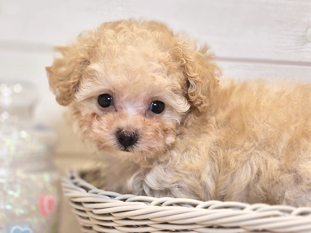 トイプードル 川崎店 │ペッツファースト公式サイト