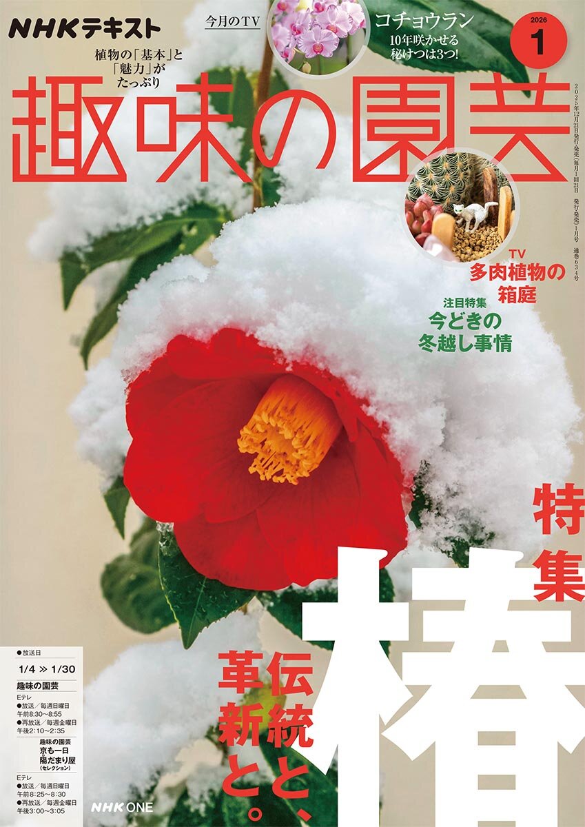 伝統と、革新と。椿〈ツバキ〉──好評発売中『趣味の園芸』2026年1月