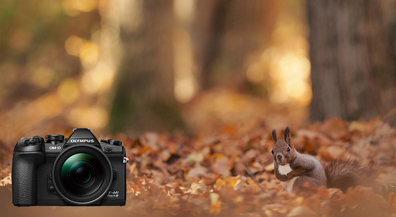 写真家・福田健太郎がOLYMPUS OM-D E-M1 Mark IIIで紡ぐ 森の5つの物語