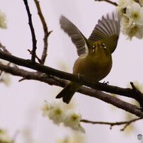 SIGMA(シグマ)のレンズ APO 170-500mm F5-6.3 DG (ｺﾆｶﾐﾉﾙﾀ AF) で撮影
