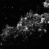 KODAK(コダック)のデジタルカメラKODAK EASYSHARE Camera, M532 で撮影