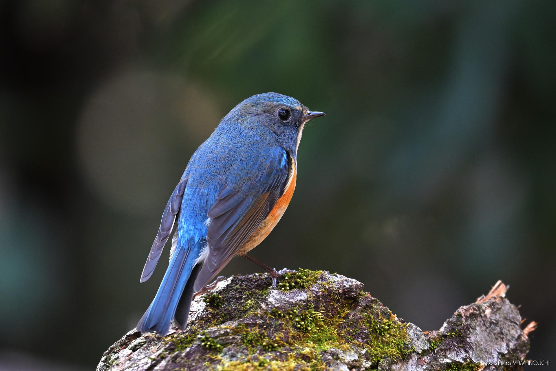 Nikon Z9 + AF-S NIKKOR 500mm f/4E FL ED VRレビュー（野鳥撮影）