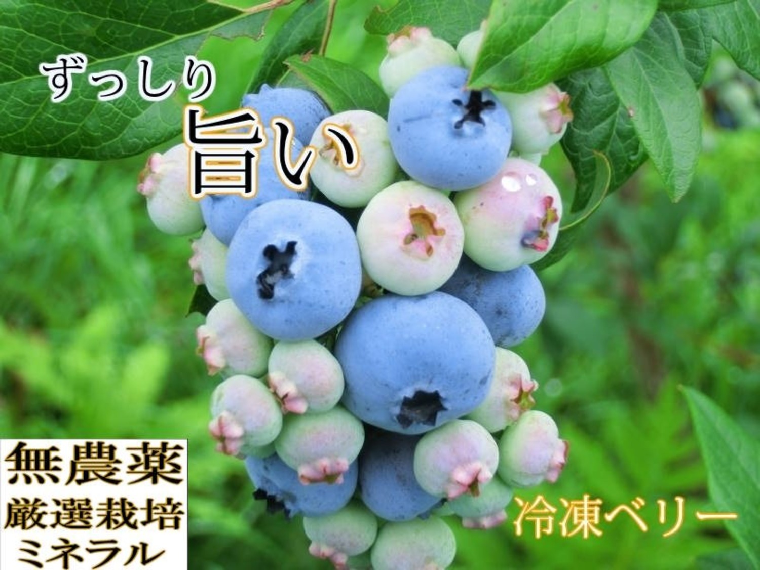 生食用】自然栽培・自然農法 冷凍ブルーベリー(1kg) ＜ 自然農法、無