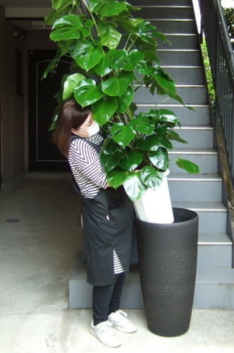 観葉植物 特大 モンステラ 特大鉢 クリアブラック 樹脂製 | 移転祝い