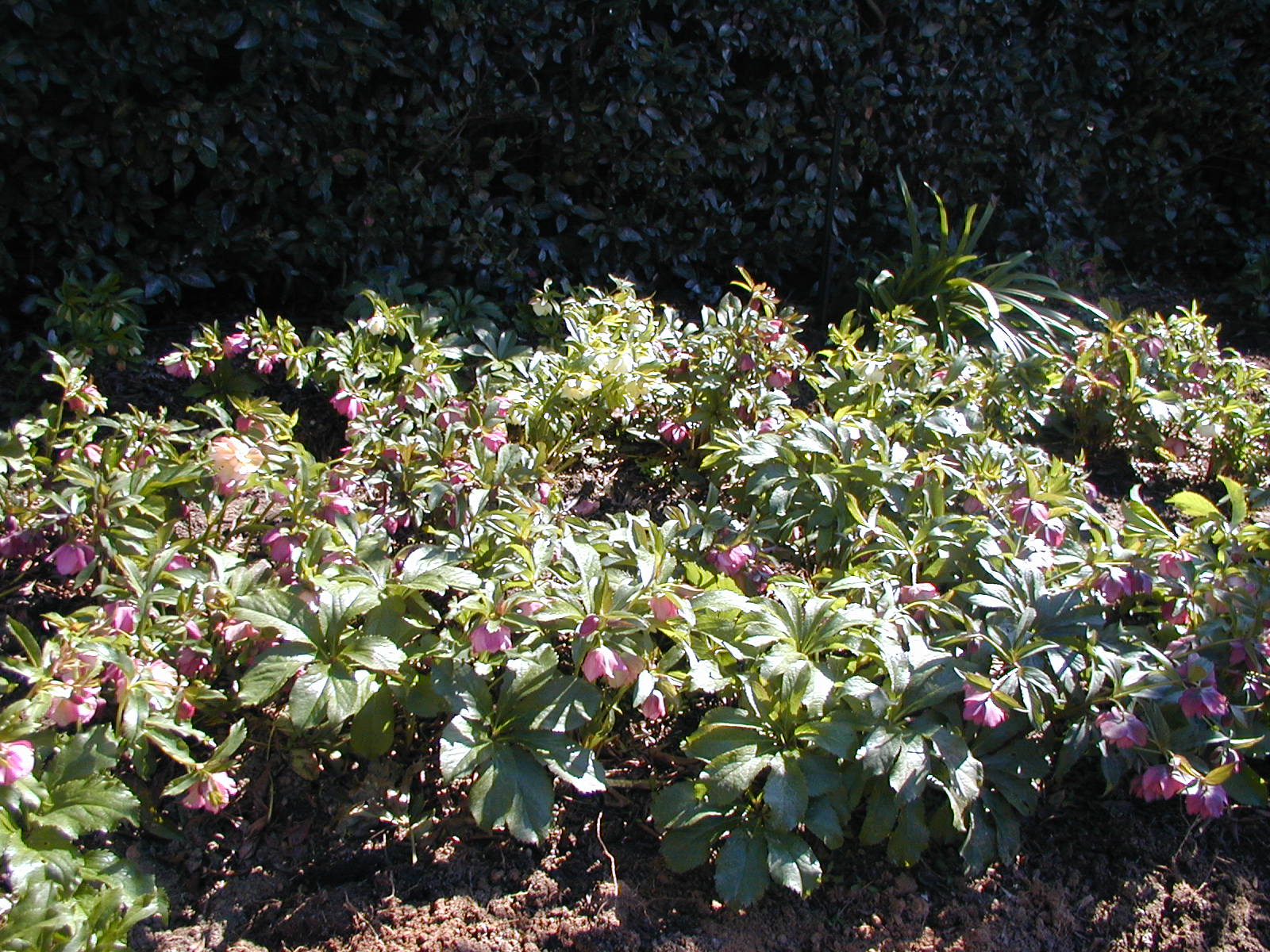 4】ヒデコートダブル／〈大木ナーサリー〉大木俊明 | POPEYE Web