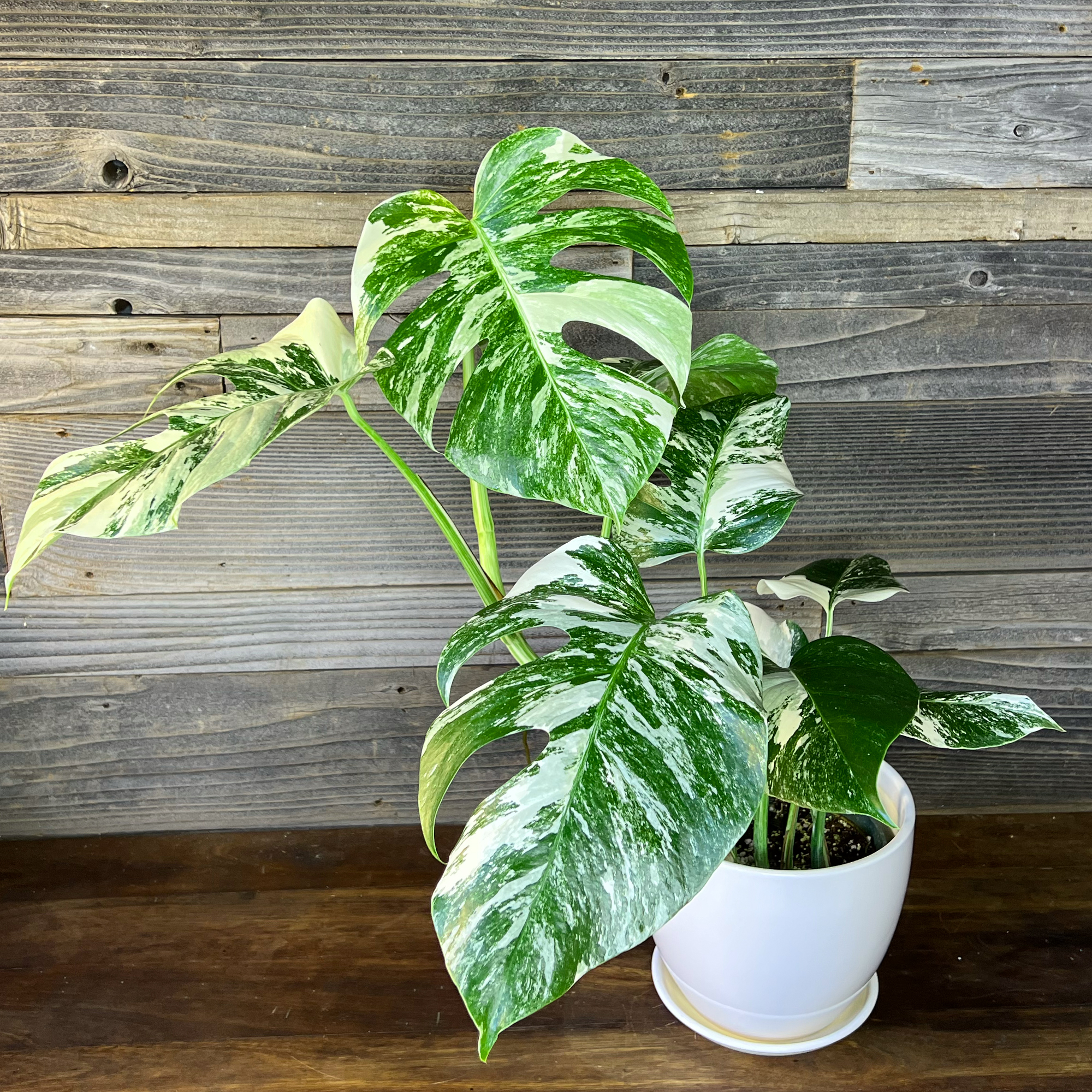 Monstera Borsigiana Albo Variegated High | 6