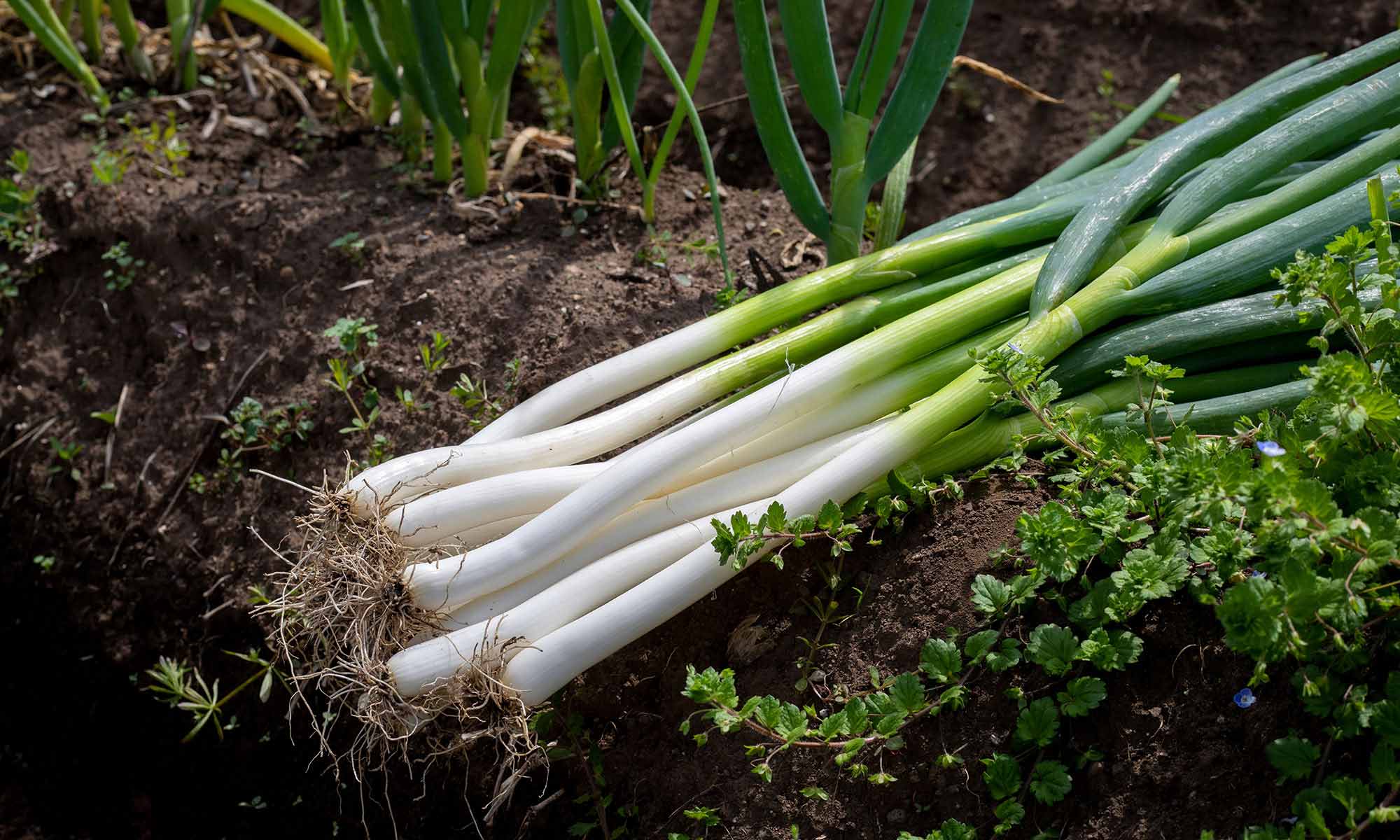 ねぎ | 商品情報 | 井関農機株式会社