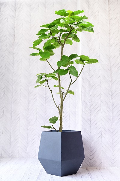 ウンベラータ 30,000 ～ 39,999円｜おしゃれな観葉植物の通販なら