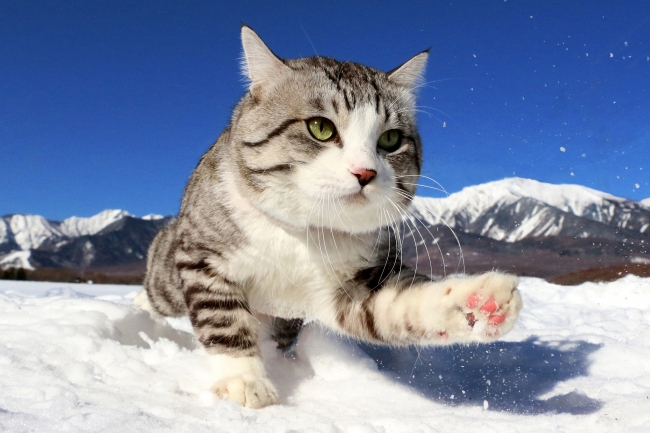 Facebook「いいね！」11万超！！ 鹿児島生まれのアイドル猫・ニャン