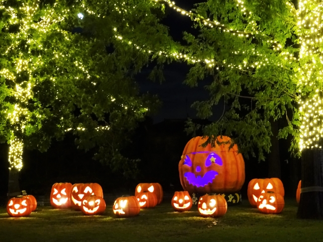 土日祝日限定！アートなイルミネーションとライトアップが自然豊かな