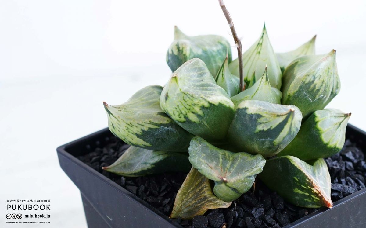 ハオルチア 裏般若 Haworthia 'Ura Hannya'のショッピング｜多肉植物