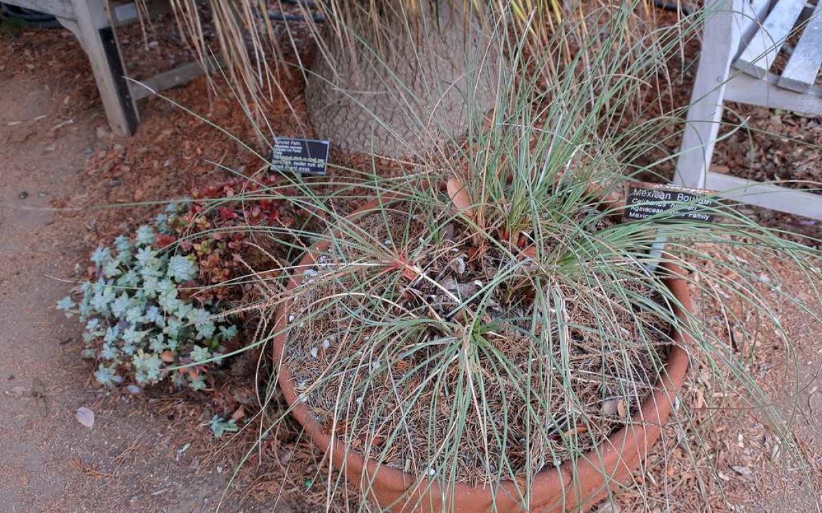 カリバナス フーケリー Calibanus hookeri｜多肉植物図鑑 PUKUBOOK