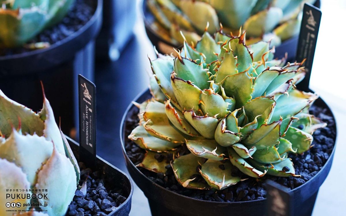 アガベ チタノタ フィリグリークレステッド Agave titanota 'Filigree