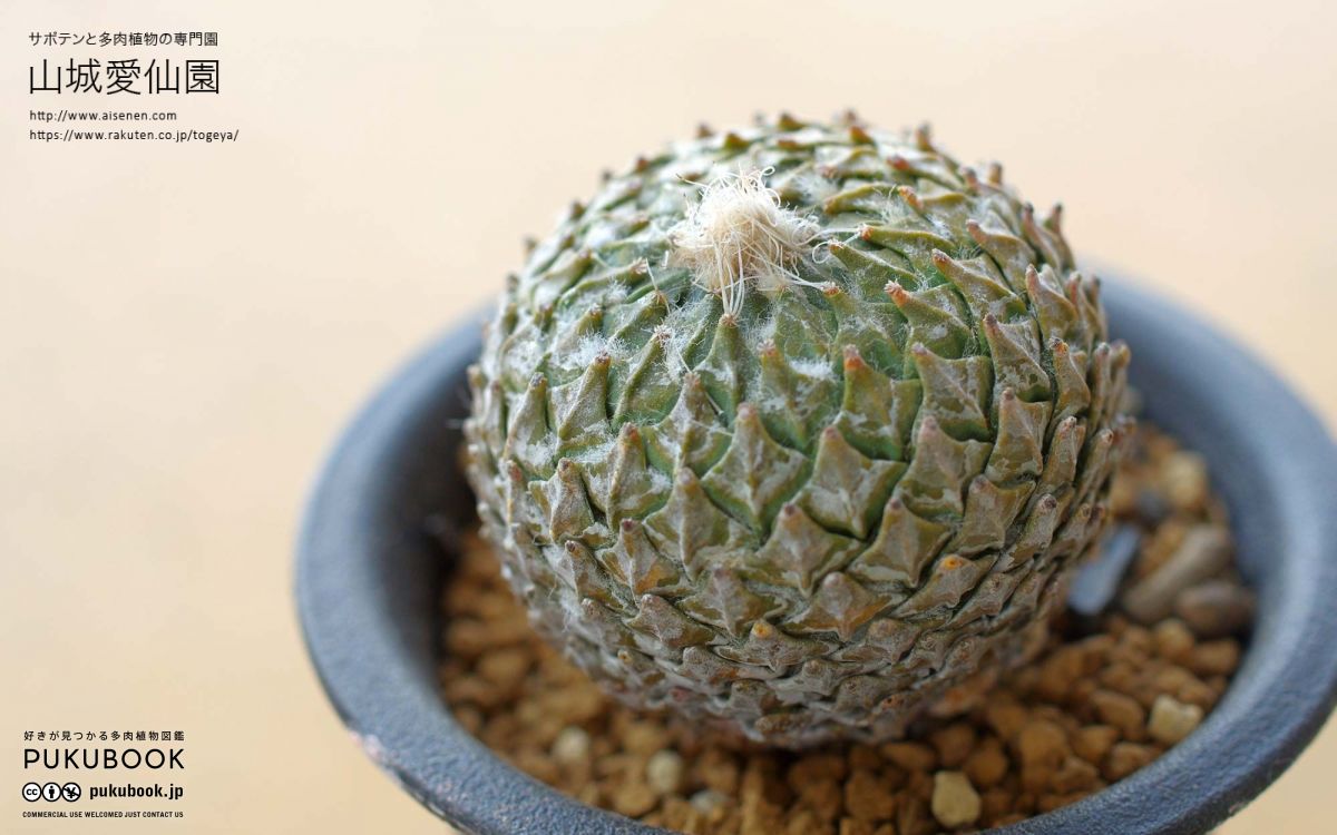 ペレキフォラ 銀牡丹 Pelecyphora strobiliformis｜多肉植物図鑑