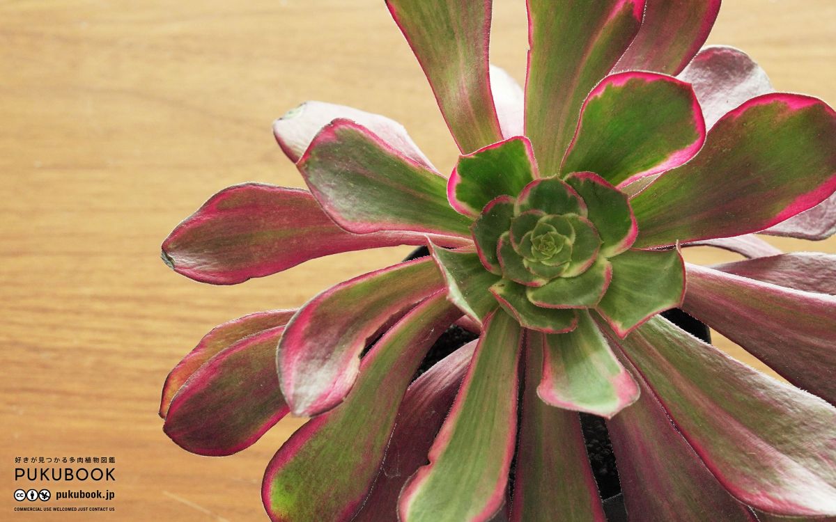 アエオニウム ブードゥー錦 Aeonium 'Voodoo Variegated'｜多肉植物