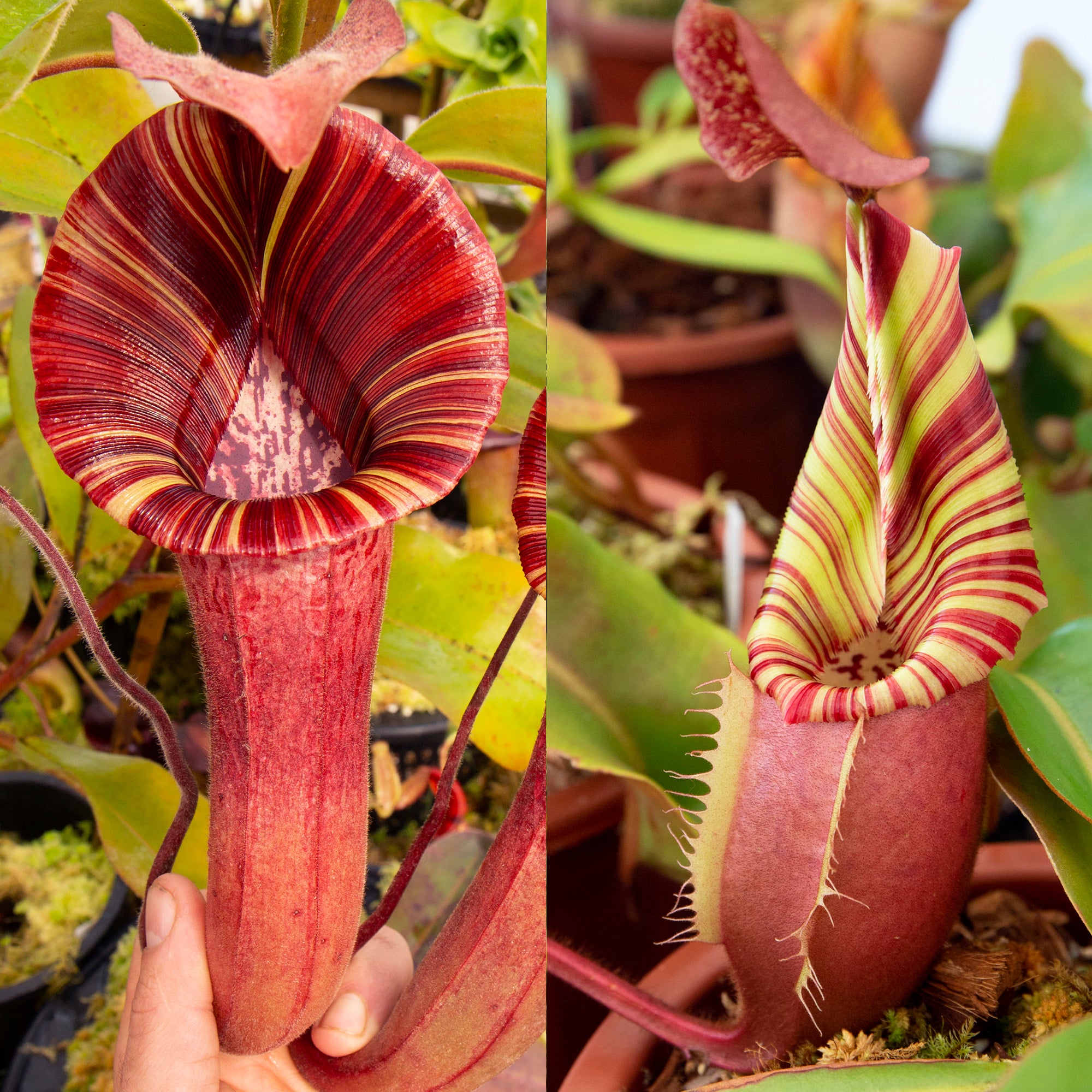 Nepenthes maxima - dark x veitchii 'Candy Dreams' – RedLeaf Exotics