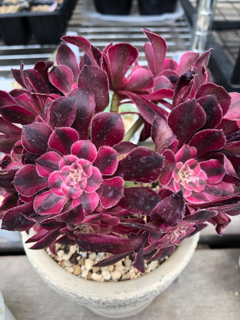 農園直売 多肉植物 寄せ植え アエオニウム属 ガーネット白斑錦（群