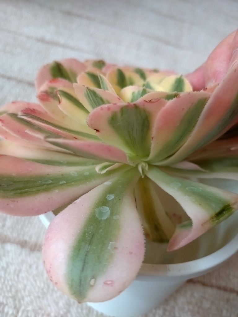 農園直売 多肉植物 アエオニウム属 マイバッハ錦（単） 観葉植物