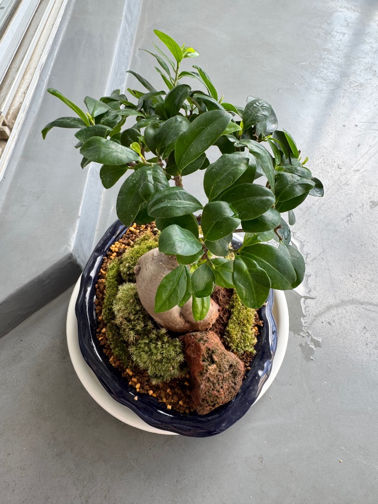 がじゅまる盆栽： 特選ガジュマル 多幸の樹*苔・石付き 青軸変形鉢