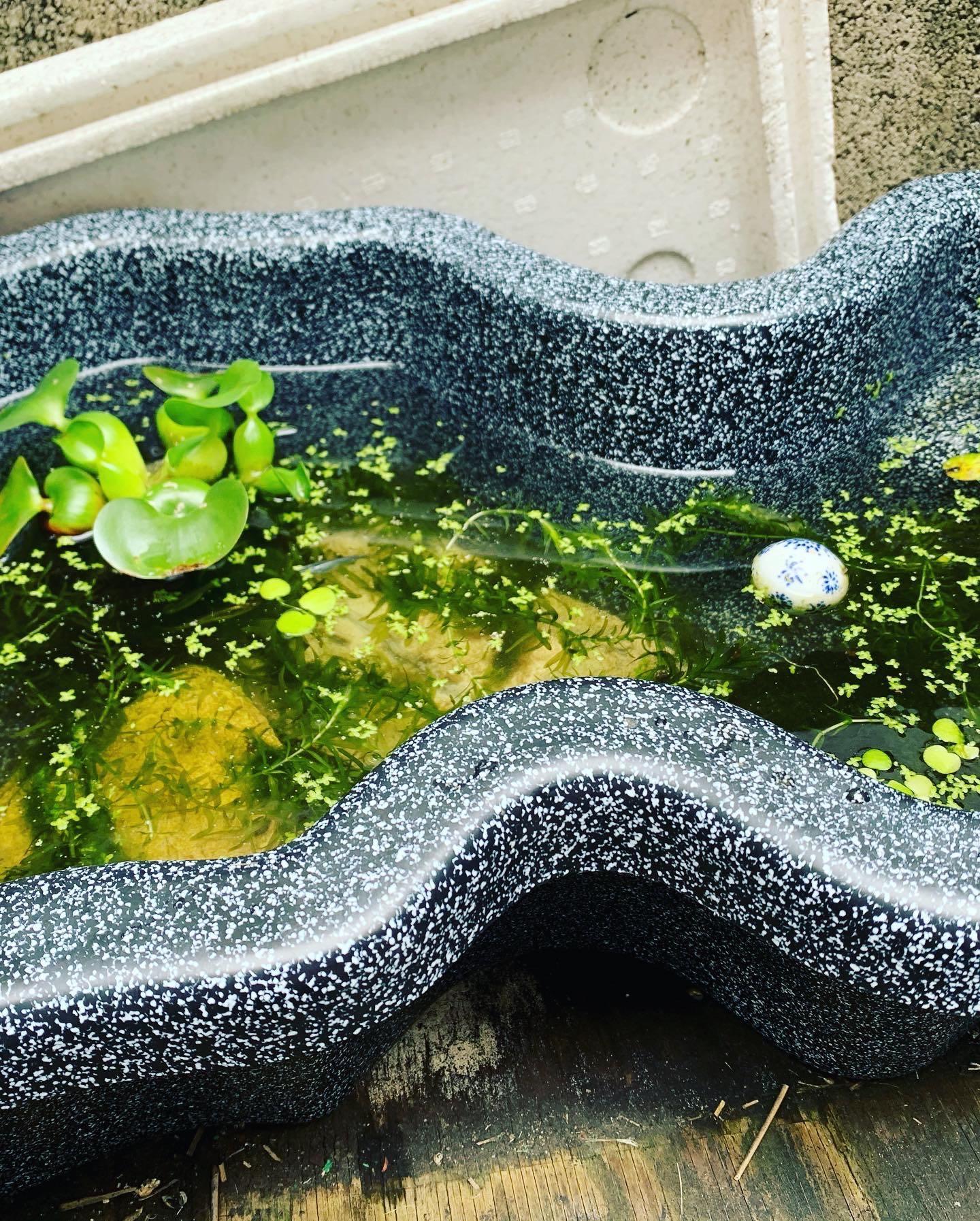 ゼンスイ なごみ池 S 18L (庭園埋め込みタイプ) 池 プラ池 ひょうたん