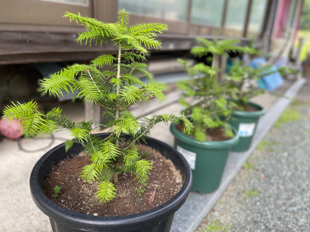 モミノキ（樅の木）苗木 20〜40cm前後 : キヨタキナーセリー - 通販