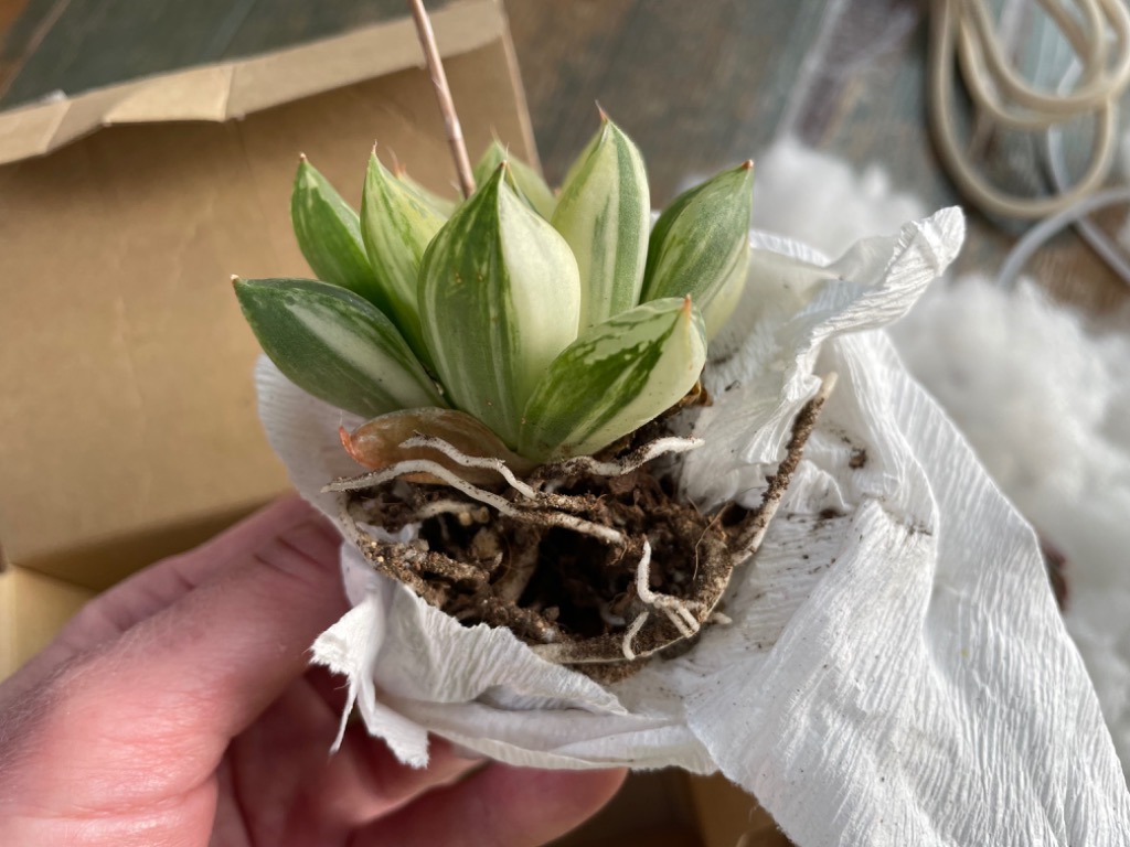 多肉植物 Haworthia 宝草錦 るる農園 : るる農園 - 通販 - Yahoo