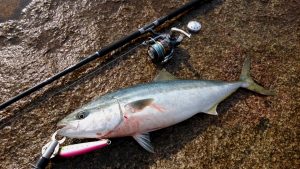 RunnerExceed 103H Plug Model」フィールドスタッフ西村氏よりショア