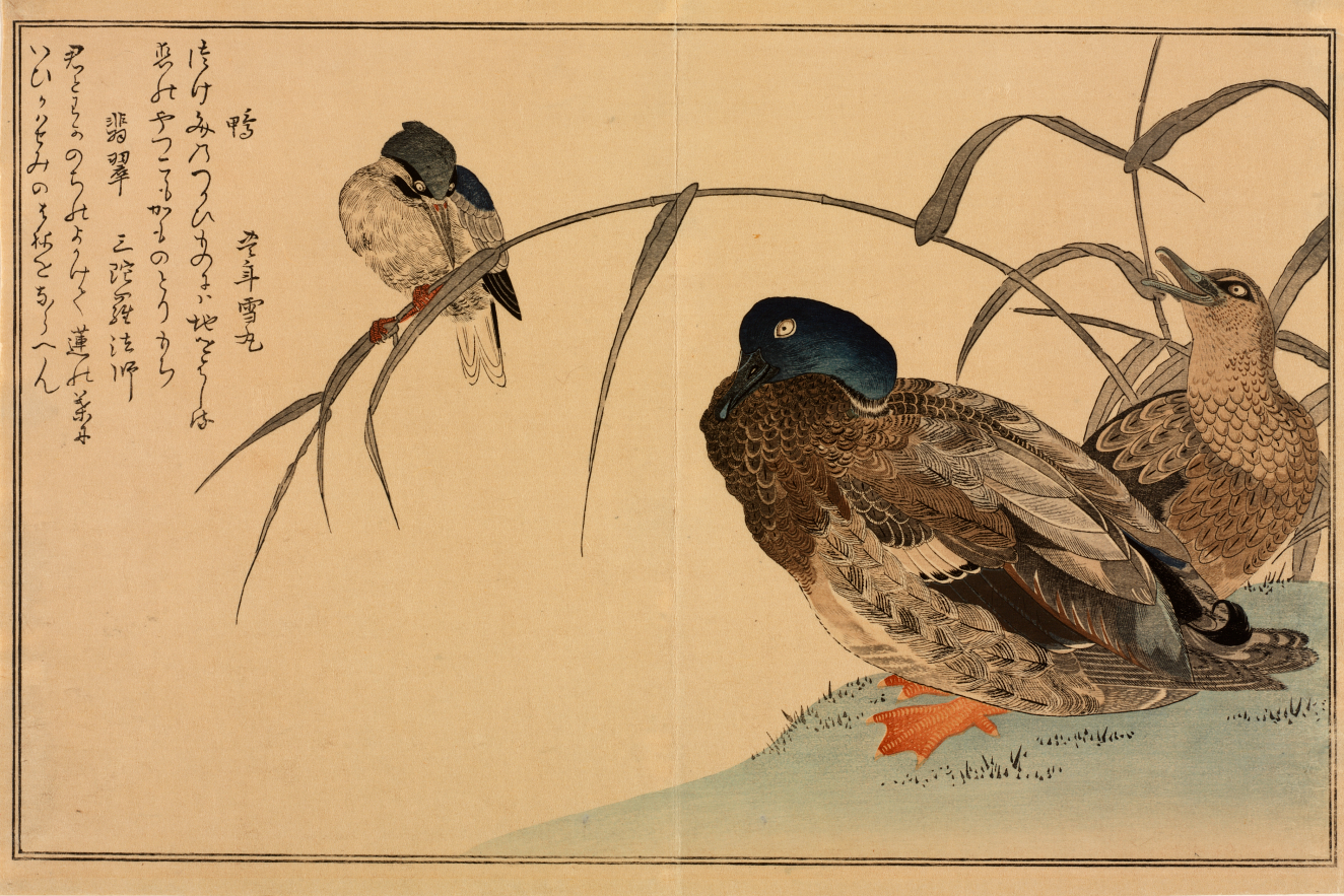 Collection | RISD Museum