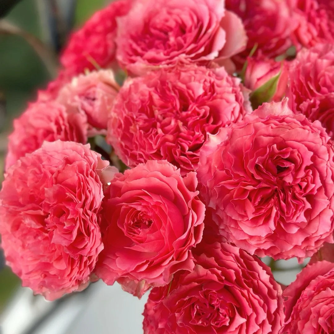 Corona Rose Plant | 日冕 – Rose_Explosion