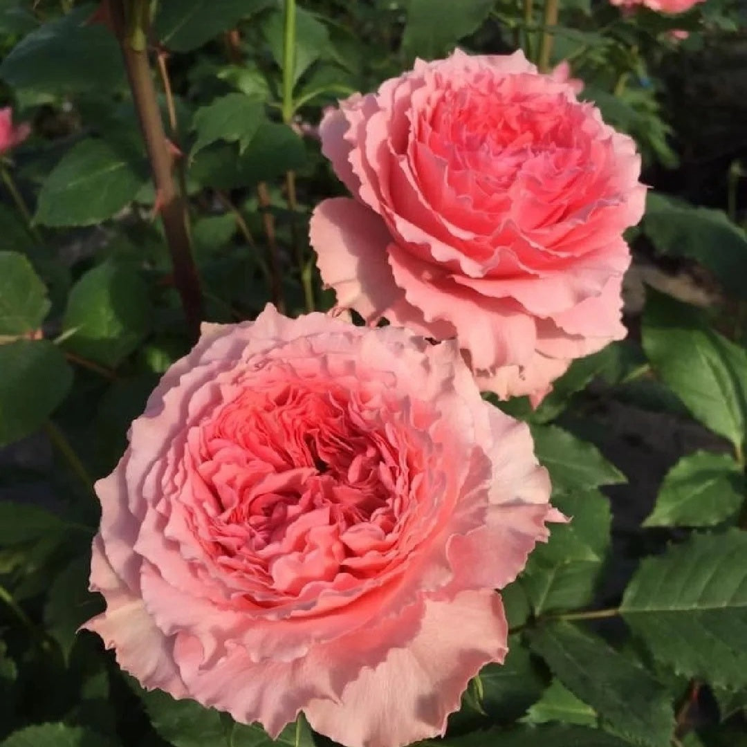 Corona Rose Plant | 日冕 – Rose_Explosion