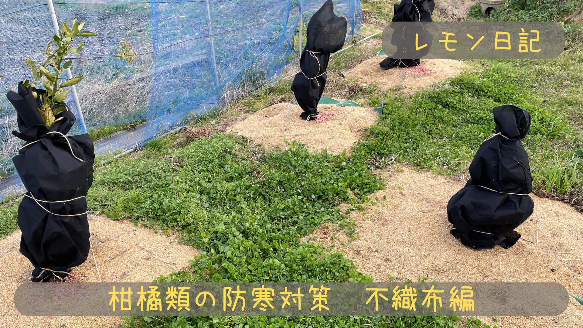 レモン不織布防寒対策やり方｜レモン冬の対策防草シートと不織布