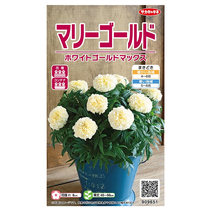 マリーゴールド ホワイトゴールド マックス｜種（タネ）,球根,苗,資材