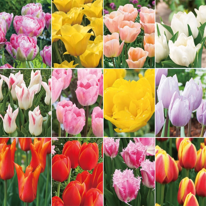 チューリップ スペシャルミックス 50品種｜種（タネ）,球根,苗,資材