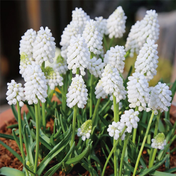 ムスカリ ホワイトマジック｜種（タネ）,球根,苗,資材,ガーデニング