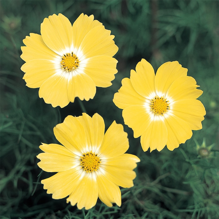 コスモス イエロー キャンパス｜種（タネ）,球根,苗,資材,ガーデニング