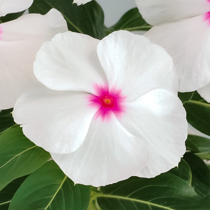 ニチニチソウ サンダー(R) ポルカドット｜種（タネ）,球根,苗,資材