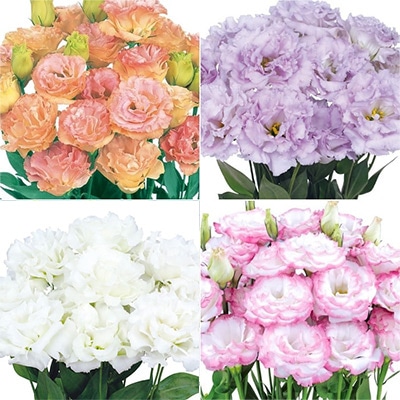 セルトップ（R）苗 トルコギキョウ 高級八重咲き4種セット｜種（タネ