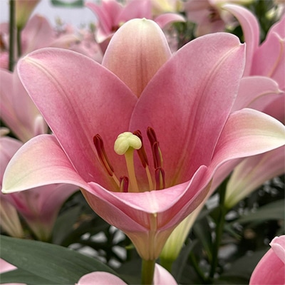 サカタのタネ独占販売も！豊富な品ぞろえ！ユリの球根特集｜種（タネ