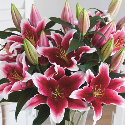 オリエンタルユリ キングソロモン｜種（タネ）,球根,苗,資材