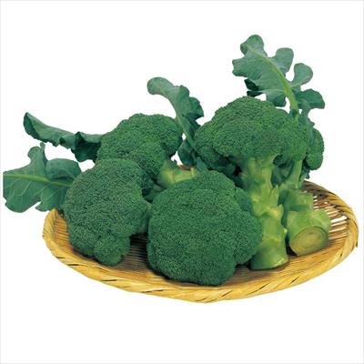 ブロッコリーの種（タネ）｜サカタのタネ オンラインショップ