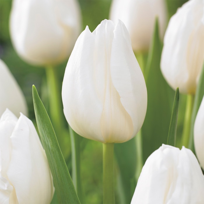 チューリップ mix & match シトラス｜種（タネ）,球根,苗,資材