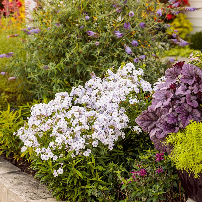 フロックス オープニングアクト ピンクアドット｜種（タネ）,球根,苗