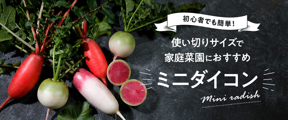 ミニダイコン 江都青長｜種（タネ）,球根,苗,資材,ガーデニンググッズ