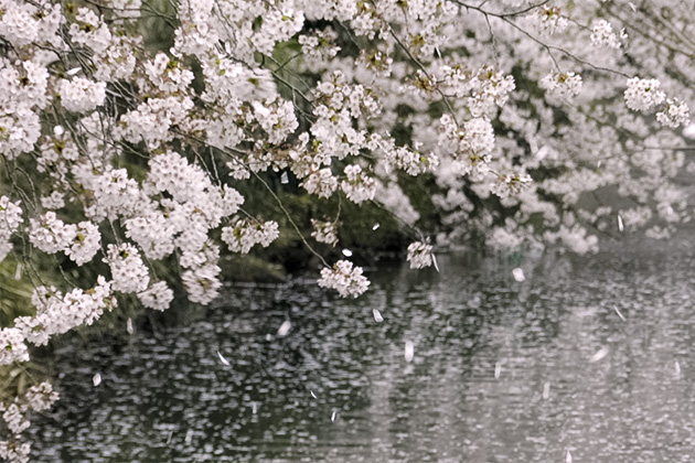 ウワミズザクラ｜東アジア植物記｜読みもの｜サカタのタネ 家庭菜園