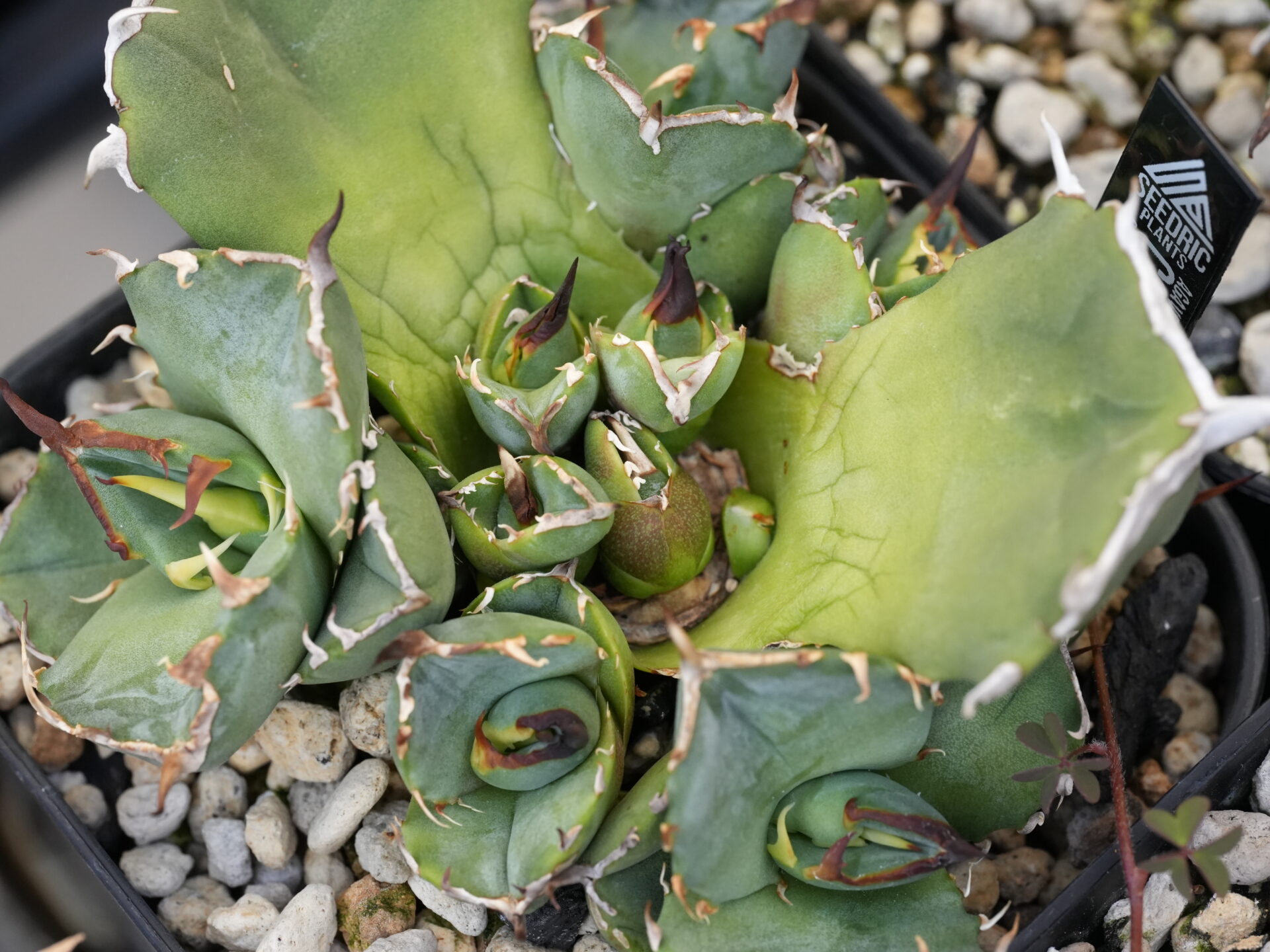 アガベの胴切りはいつする？タイミングと成功させるポイント