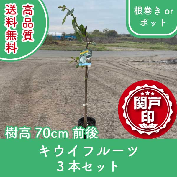 キウイ | 関戸園芸