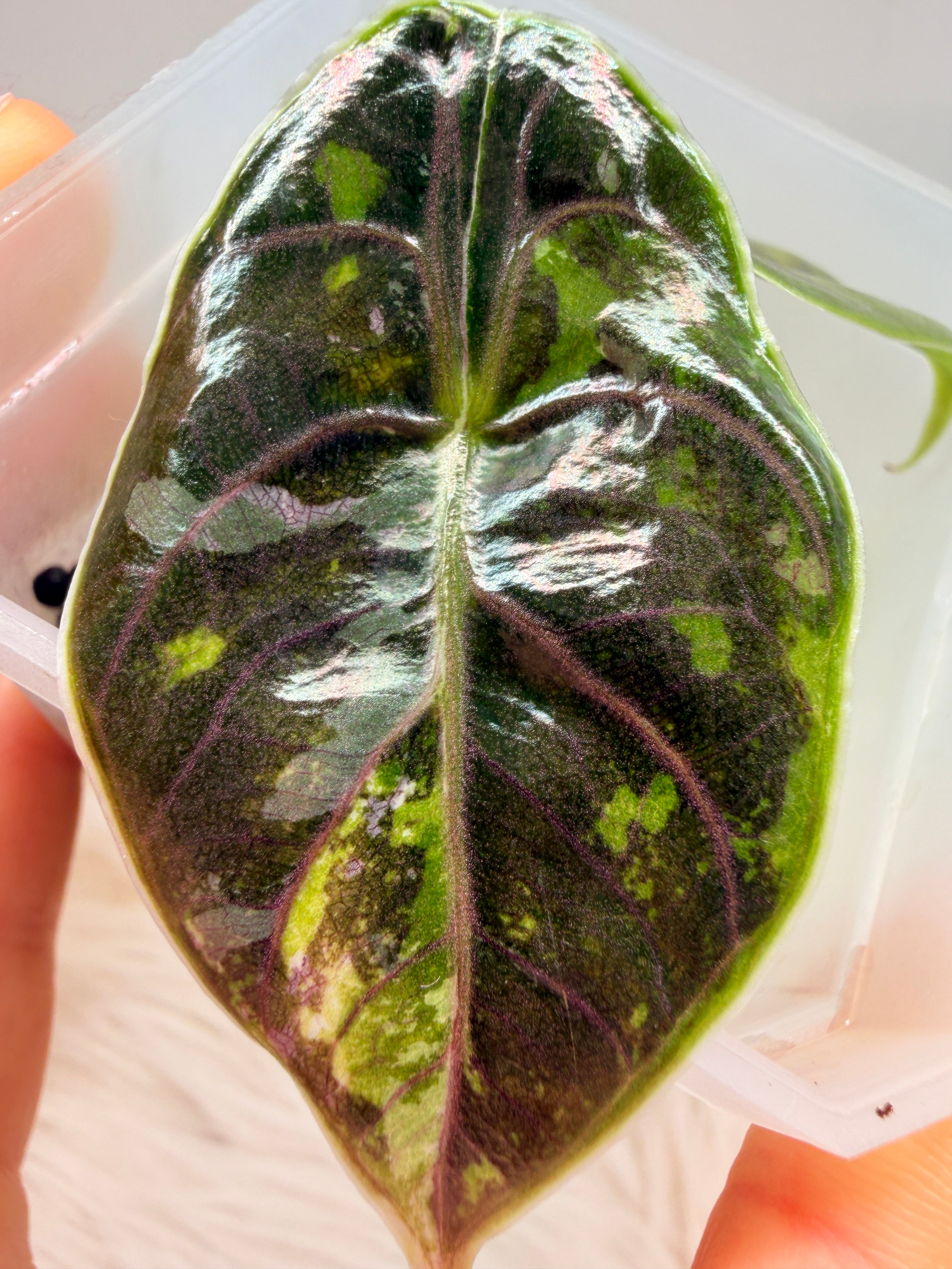 Variegated Alocasia Azlanii Aurea | rare golden variegated