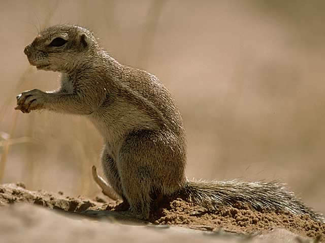 ケープアラゲジリス - ほ乳類 - 動物 - Y!きっず図鑑