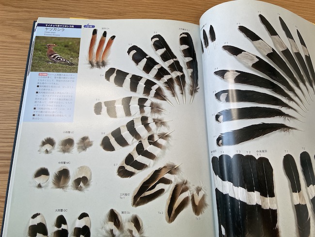 ブックレビュー】原寸大写真図鑑 羽 増補改訂版／叶内拓哉・高田勝
