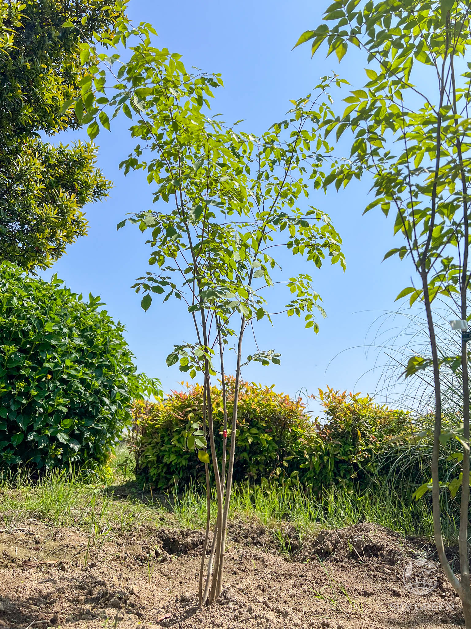 みずたま。山採りシロモジとヤマコウバシ。。。 みずたま様専用。山